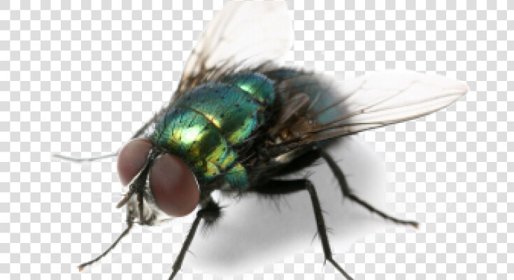 Green Fly Png Clipart Background   It  39 s Almost Summer And All The Annoying Creatures Are  Transparent PngTransparent PNG