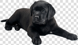 Black Lab Puppies Png  Transparent Png