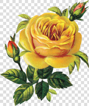 Transparent Flores Vintage Png   Vintage Yellow Roses Clipart  Png Download