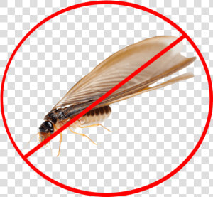 Crane Flies  HD Png Download