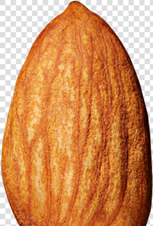 Almond Png Transparent Images   Almond Transparent Background  Png Download