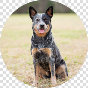 Transparent Jenga Png   Australian Stumpy Tail Cattle Dog  Png Download