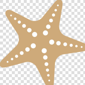 Starfish Png Free Download   Transparent Starfish Png  Png Download