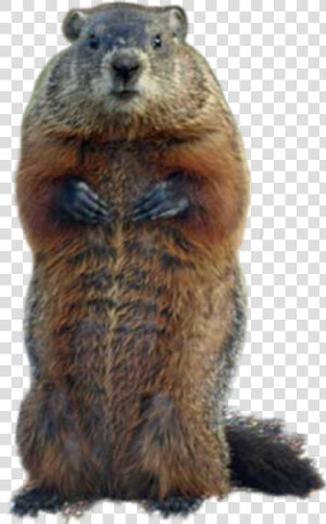  groundhog   Animal That Looks Like Giant Squirrel  HD Png Download