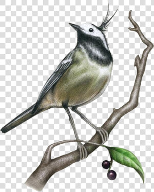 Drawing Painting Bird Illustration   Realistic Sketch Drawings Of Birds  HD Png Download