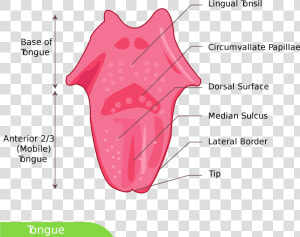 Dorsal Surface Of Tongue   Png Download   Tongue Diagram Simple  Transparent Png