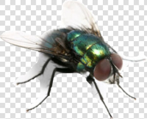  flies  fliege  freetoedit  HD Png Download