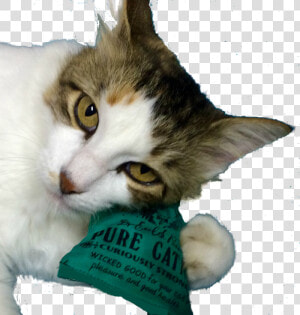 Domestic Short haired Cat  HD Png Download