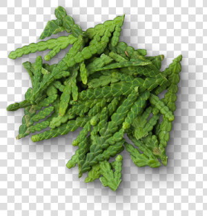 Herbal  HD Png Download