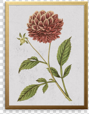 Double Purple Dahlia Art Print   Dahlia Scientific Drawings  HD Png Download