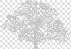Transparent Trees Aerial View Png   Plane tree Family  Png Download