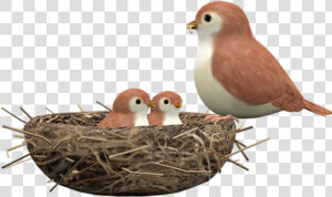 Finch  HD Png Download