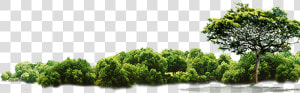 Green Tree Jungle Hd Image Free Png Clipart   Jungle Tree Png Free  Transparent Png