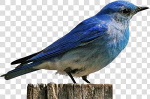 Mountain Bluebird  HD Png Download