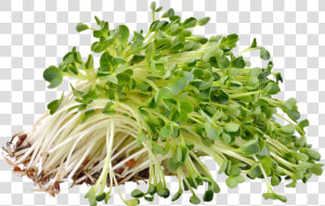 Alfalfa Png  Transparent Png