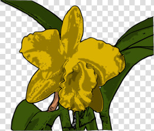 Orchids  HD Png Download