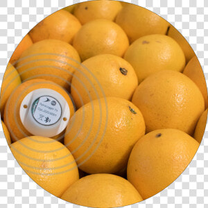 Novo Case Frutas   Grapefruit  HD Png Download