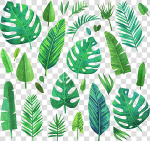  jungle  jungleleaf  jungleleaves  leaf  leaves  green   Watercolor Jungle Plant Png  Transparent Png