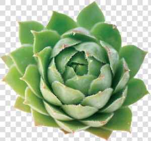 Agave  HD Png Download