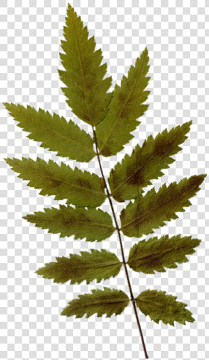Dry Leaf   Leaf  HD Png Download