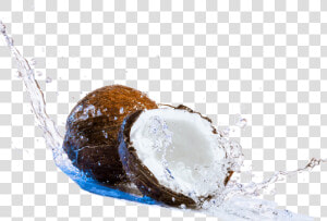 Coconut Png Transparent Photo   World Coconut Day 2019  Png Download