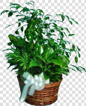 Houseplant  HD Png Download