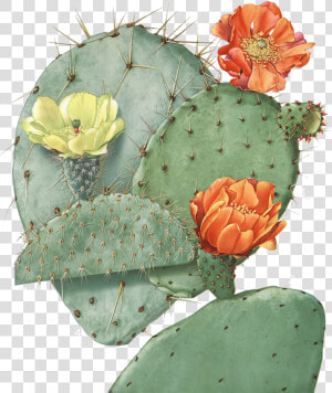Opuntia Ficus Indica  HD Png Download
