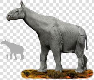 Animal Ancestors  HD Png Download