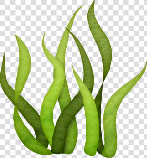Photo By  luh   Transparent Background Seaweed Clipart  HD Png Download