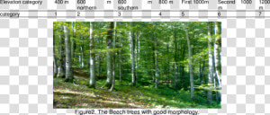 Transparent Tree Elevation Png   Spruce fir Forest  Png Download
