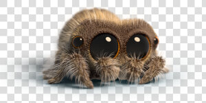 Lucas The Spider Peluche  HD Png Download