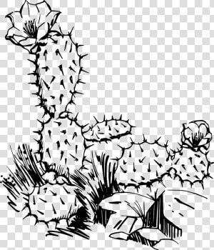 Cacti Black And White Clipart  HD Png Download