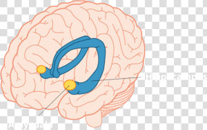 Amygdala And Hippocampus  HD Png Download