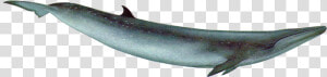 Whale Png   Blue Whale With Transparent Background  Png Download
