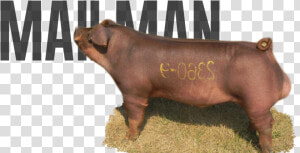 Zebu  HD Png Download