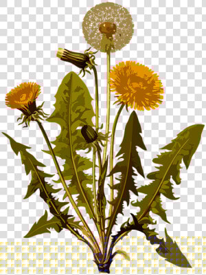 Dandelion  Herbal  Medicinal  Medicine  Plant  Weed   Botanical Illustration Dandelion Botanical Drawing  HD Png Download
