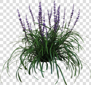 Thumb Image   Australian Native Grass With Purple Flowers  HD Png Download