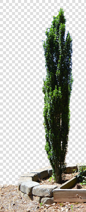 Spruce Mediterranean Cypress Evergreen Tree Planter   Png Cypress Tree Free  Transparent Png