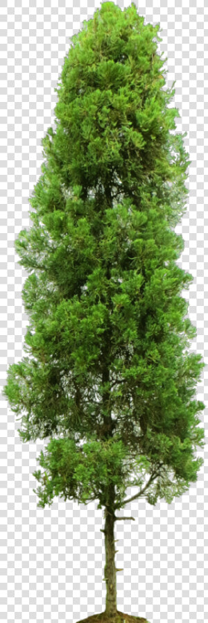 Thumb Image   Single Tree  HD Png Download