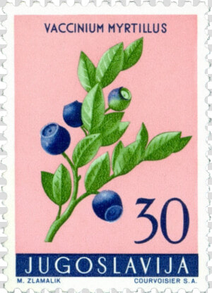 Image   Huckleberry  HD Png Download
