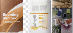 Booming Bamboo  HD Png Download
