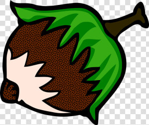 Hazelnut Clipart  HD Png Download