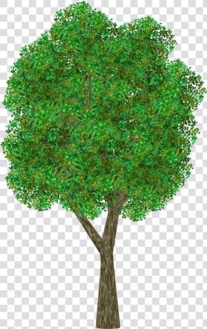 Transparent Ornamental Grass Png  Png Download