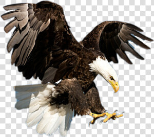 Transparent Bald Eagle Flying Png   American Bald Eagle Real  Png Download