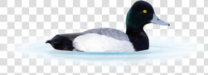 A Scaup Duck Isolated From Background Sitting On Water   Greater Scaup  HD Png Download