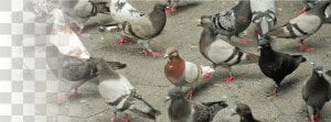 Pigeons Video   Transparent Cartoons   Rock Dove  HD Png Download