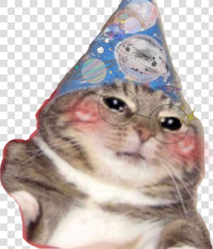  funny  kitten  hat  birthday  celebration  blush  blushy   Think This Is A Motherfucking  HD Png Download