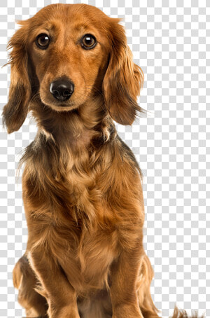 Pet Clipart Brown Dog   Cute Dogs Png  Transparent Png