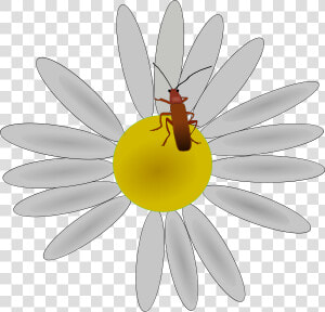 Bug On A Flower Png Clip Arts   Clipart Bug On A Flower  Transparent Png