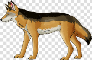 Jackal  Coyote Png  Download Png Image With Transparent  Png Download